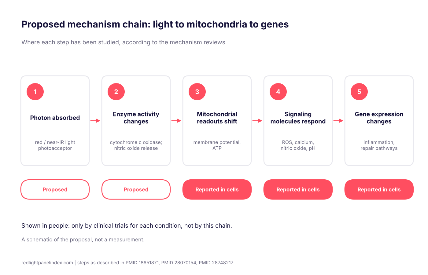 Flowchart of the proposed mechanism chain from photon absorption to mitochondrial changes, signaling and gene expression, with the evidence level for each step