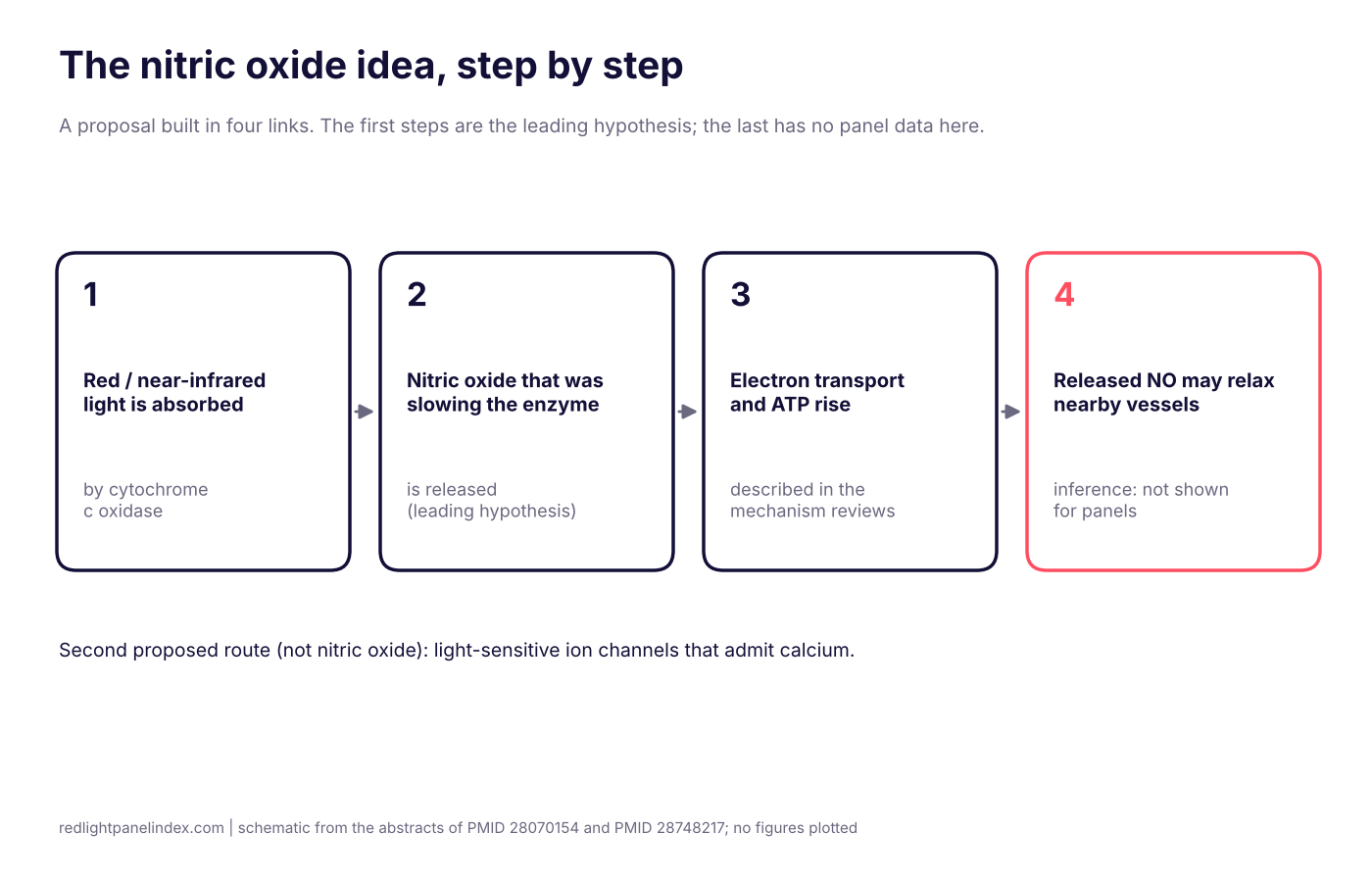 Schematic of the proposed steps from light absorption to nitric oxide release, with the human evidence gap marked